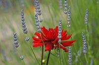 Cjp_2013_06_29_152606.jpg