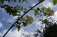 Cjp_2013_06_29_153305.jpg