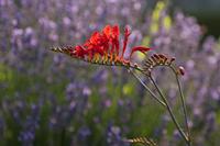 Cjp_2013_07_12_054728-1.jpg