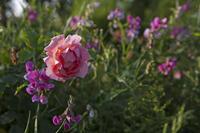 Cjp_2013_07_12_054857.jpg