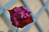Cjp_2015_10_25_080506.JPG
