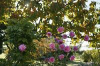 Cjp_2015_10_25_080725.JPG