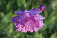Cjp_2015_10_25_080911.JPG