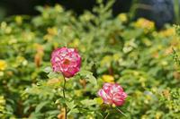 Cjp_2019_07_01_100644.jpg