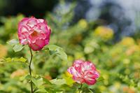 Cjp_2019_07_01_100656.jpg