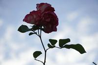 Cjp_2020_06_07_180742.JPG