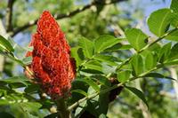 Cjp_2020_07_19_062428.JPG