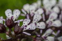 Cjp_2024_05_16_121302_1.jpg