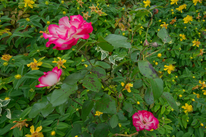 Cjp_2025_06_01_155504.jpg