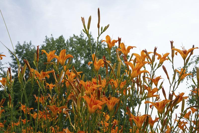 Cjp_2025_06_22_124334.jpg