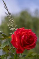 Cjp_2024_05_25_081736_1.jpg