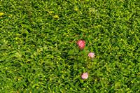 Cjp_2024_05_27_060426_1.jpg