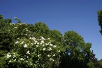 Cjp_2025_05_11_081954.JPG
