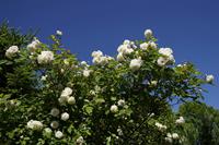 Cjp_2025_05_11_082045.JPG