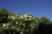 Cjp_2025_05_11_082102.JPG