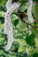 Cjp_2025_05_31_064406.jpg
