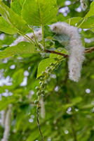 Cjp_2025_05_31_064606.jpg