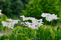 Cjp_2025_05_31_065416.jpg