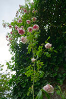 Cjp_2025_06_01_154618.jpg