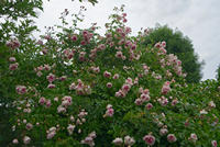 Cjp_2025_06_01_154810.jpg