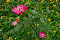 Cjp_2025_06_01_155504.jpg