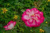 Cjp_2025_06_01_155544.jpg